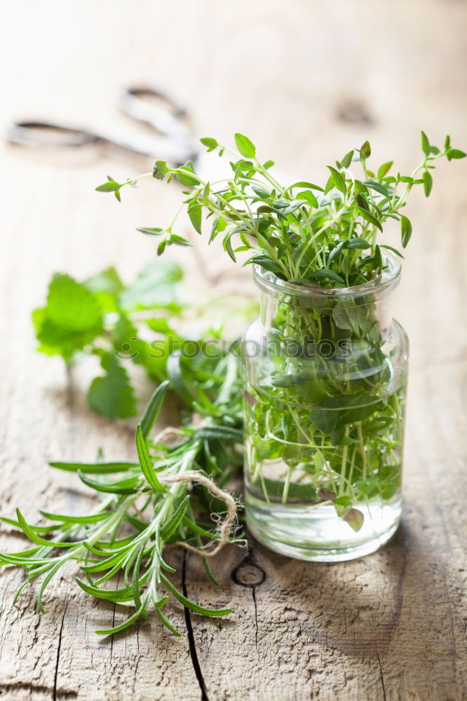 Similar – Image, Stock Photo thyme Thyme Bundle Bound