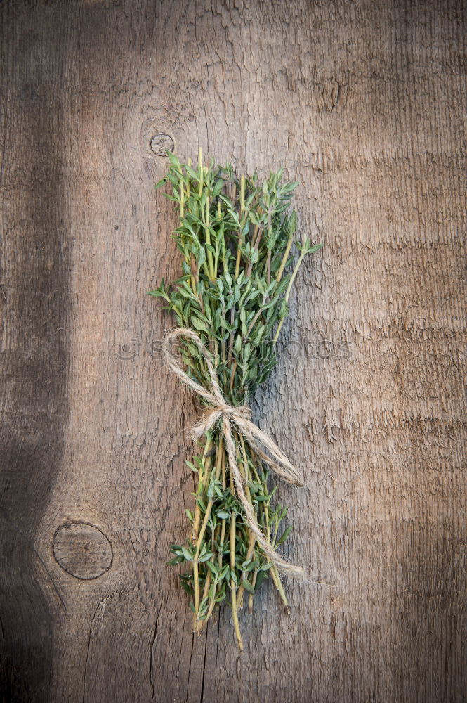 Similar – Rosemary twigs on wood