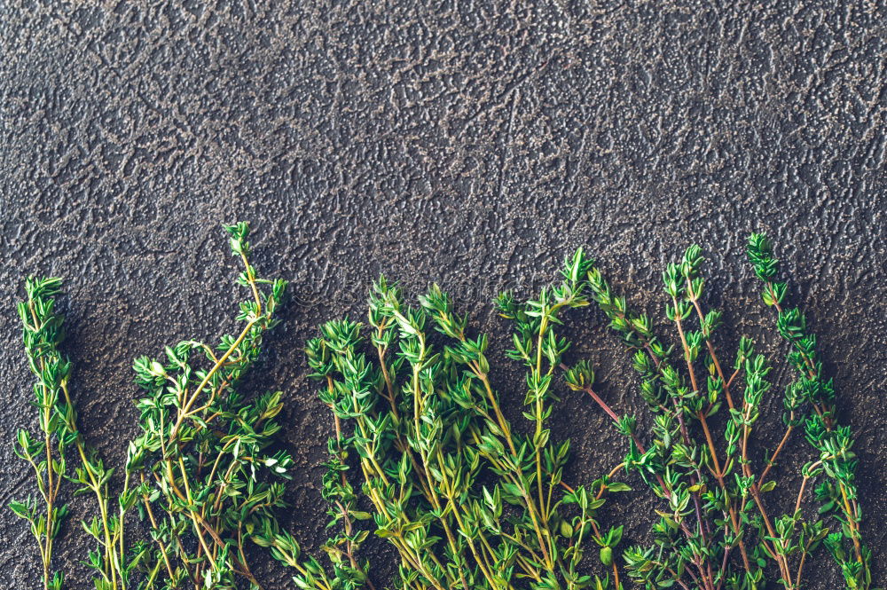 Similar – Parkanlage Sand Gras Wiese