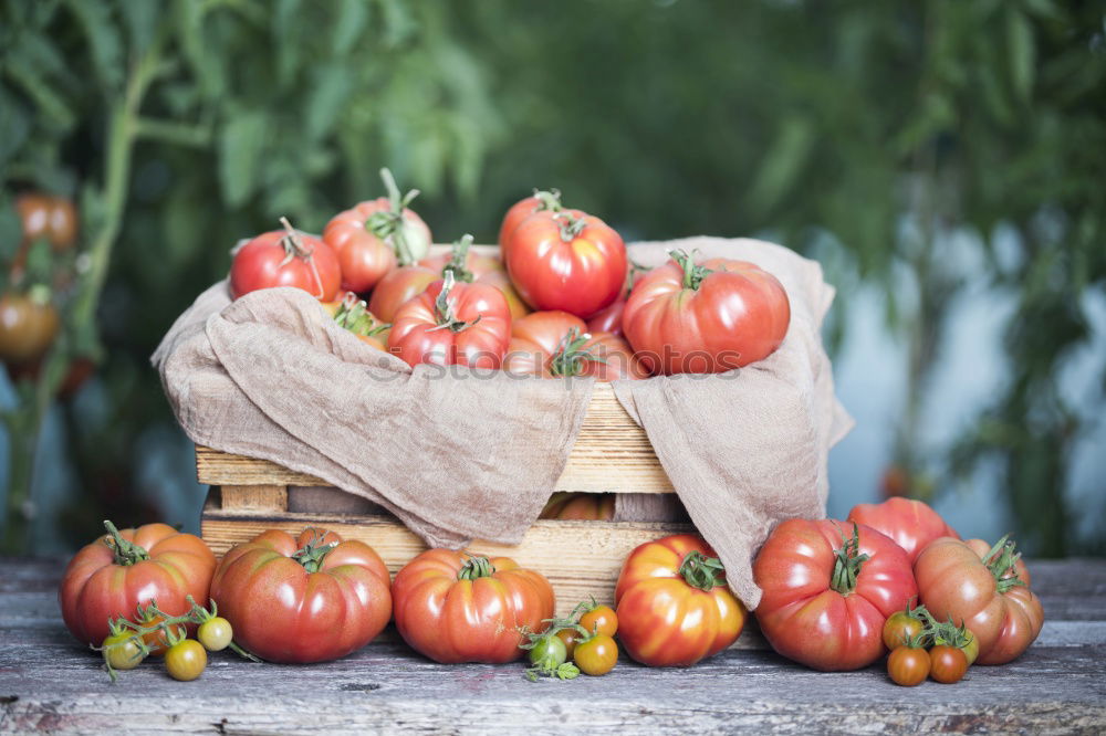 Similar – Image, Stock Photo Picking tomatoes in basket