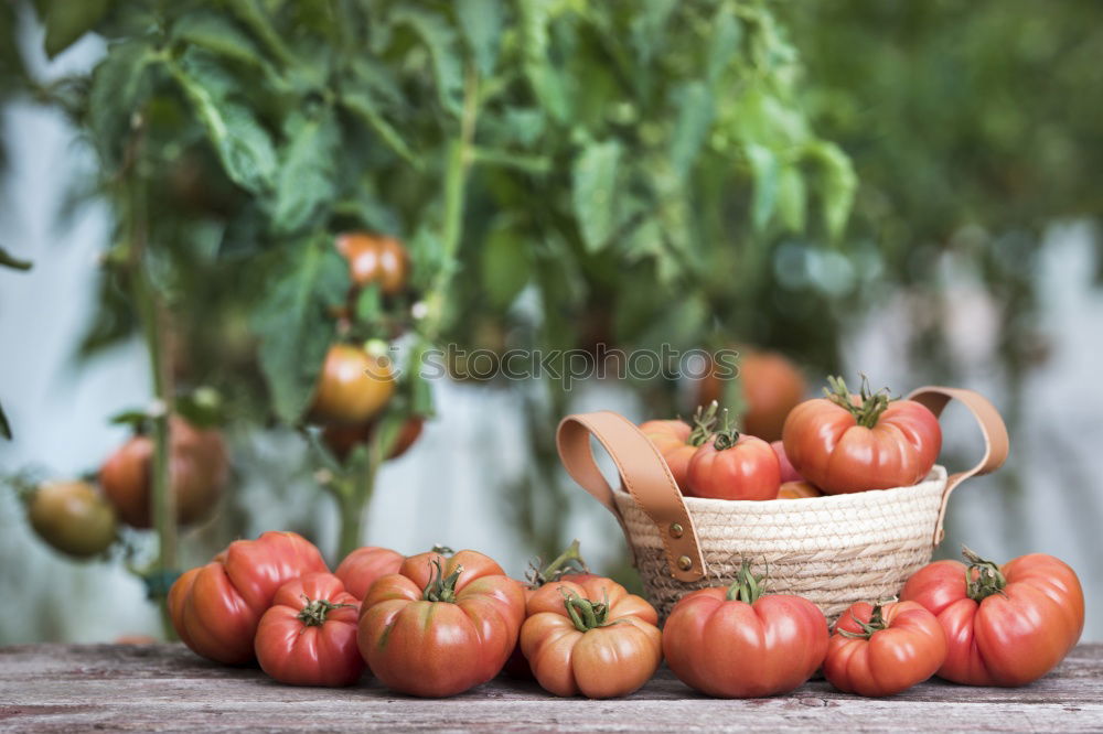 Similar – Picking tomatoes in basket