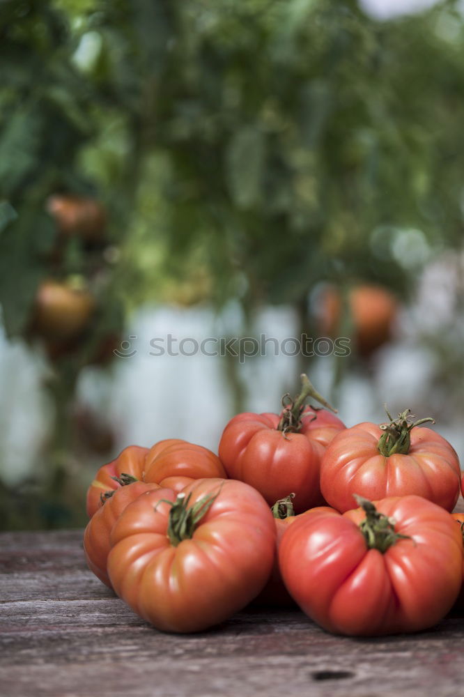 Similar – Picking tomatoes in basket