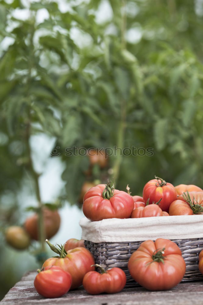 Similar – Picking tomatoes in basket