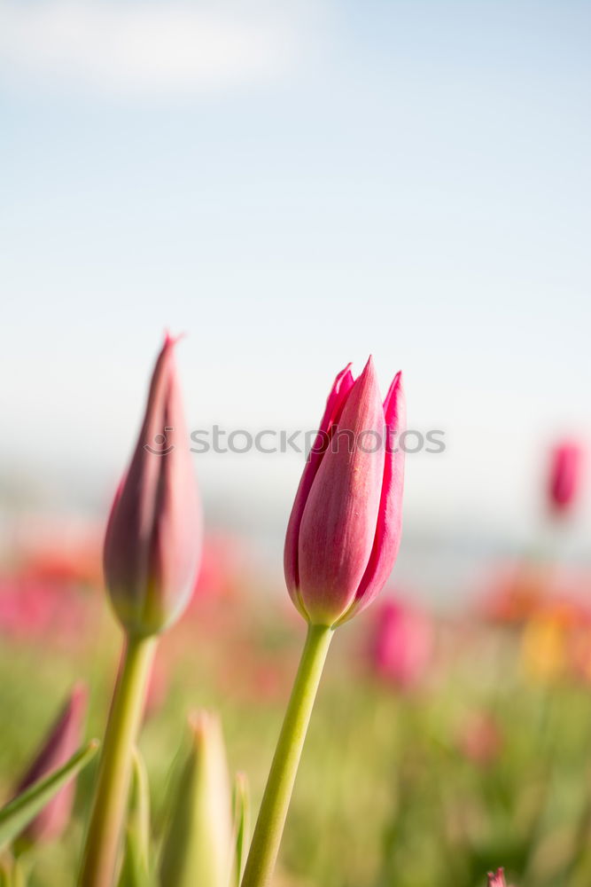 Similar – Image, Stock Photo tulips Flower Tulip