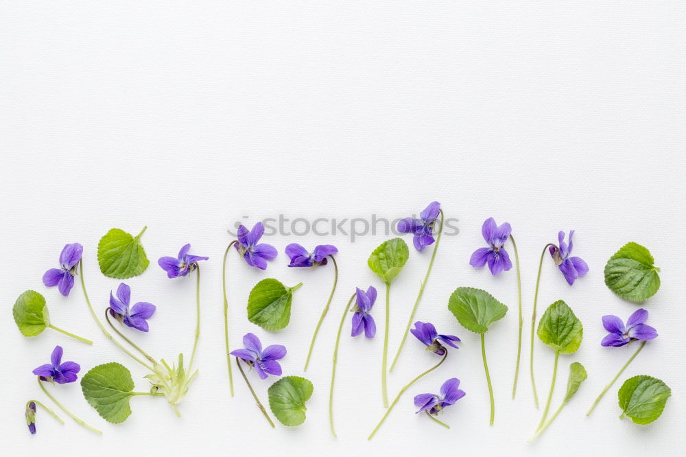 Similar – Pansy bundles of flowers