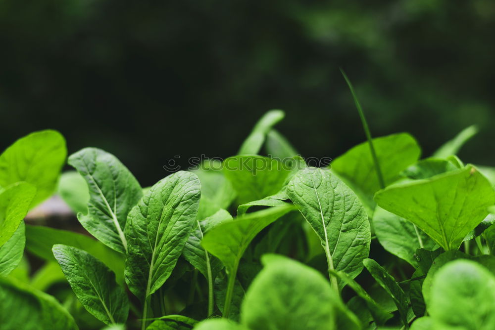 Similar – Image, Stock Photo Picking spinach in a home garden