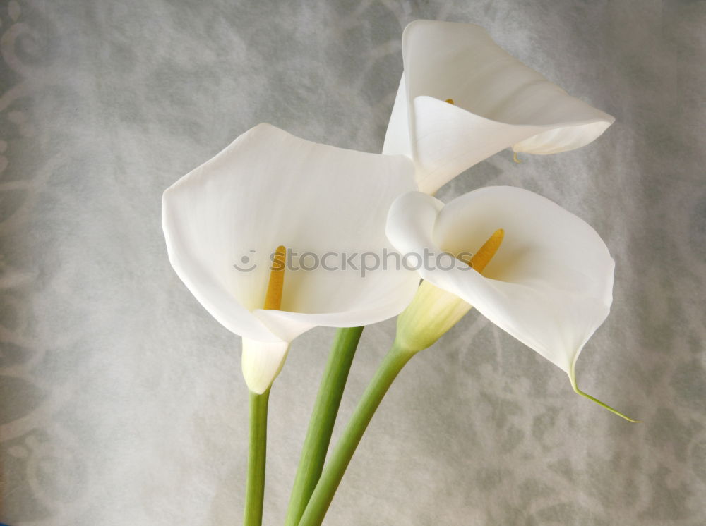 Similar – Image, Stock Photo row arrangement Plant