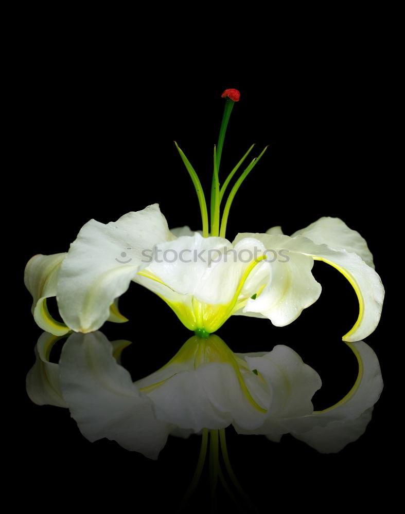 Similar – hibiscus in summer Flower