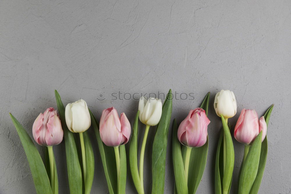 Similar – Foto Bild Tulpen Vase Blume