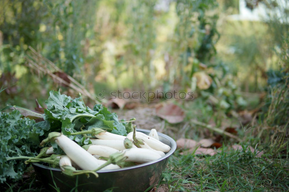 Similar – Image, Stock Photo of hunters and gatherers