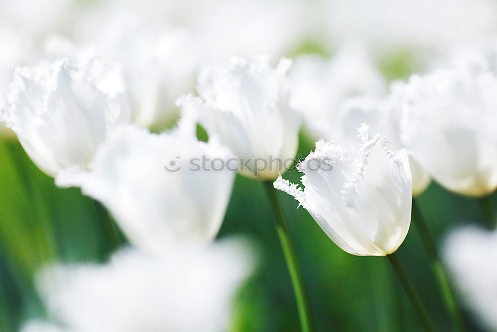 Similar – Image, Stock Photo tropical flow Flower Plant