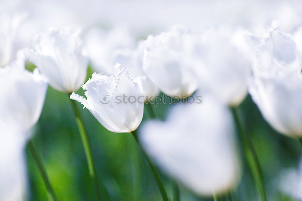 Similar – Image, Stock Photo tropical flow Flower Plant