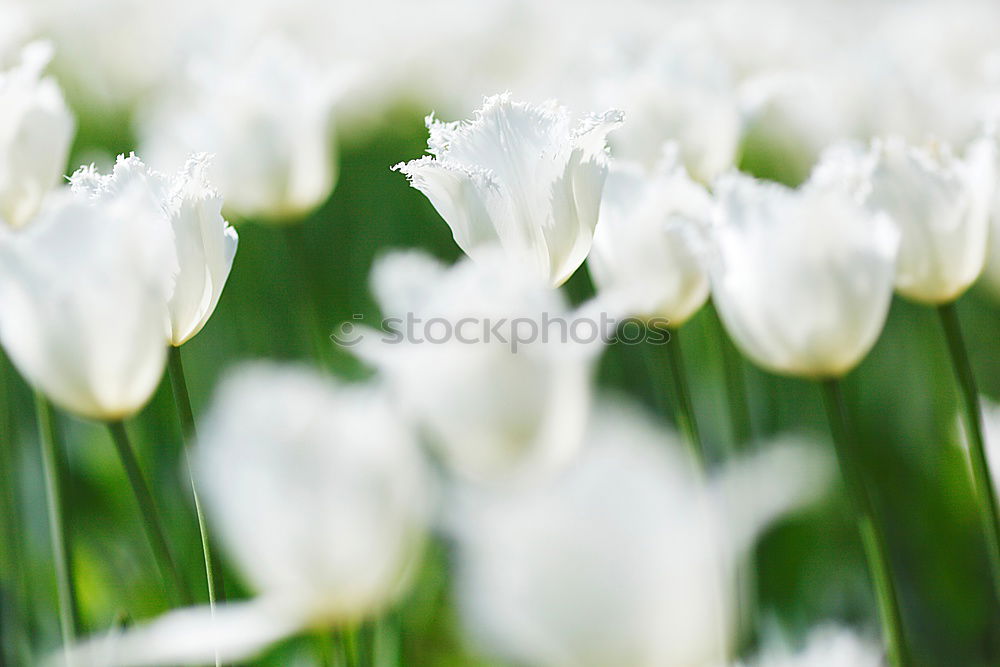 Similar – Image, Stock Photo tropical flow Flower Plant