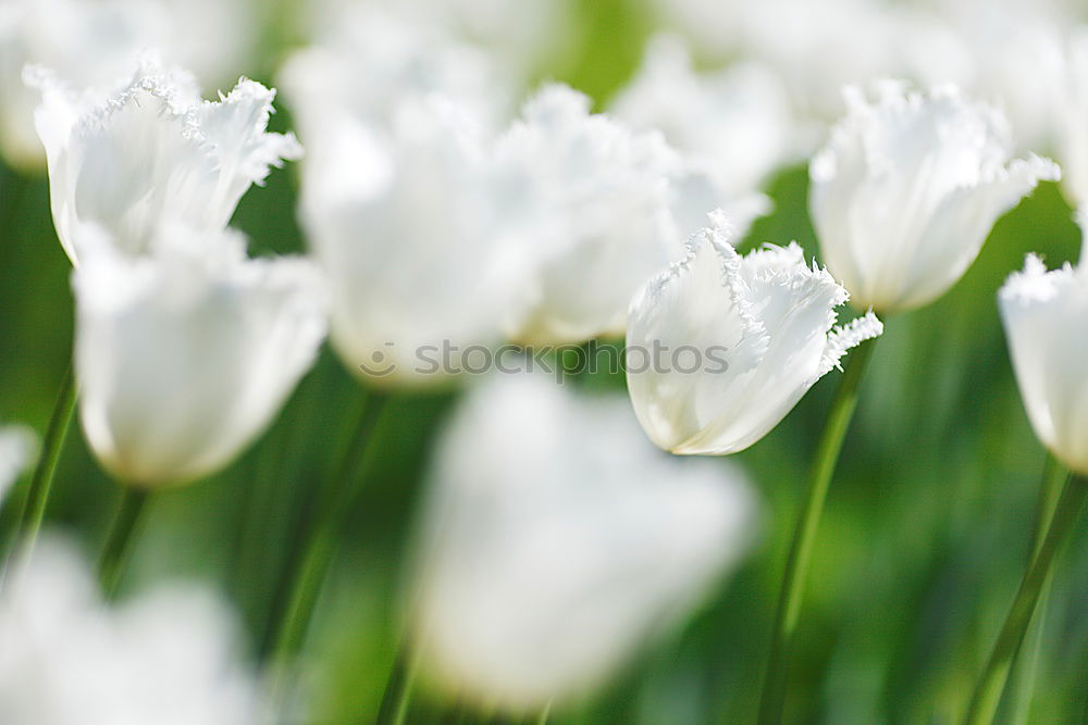 Similar – Image, Stock Photo tropical flow Flower Plant