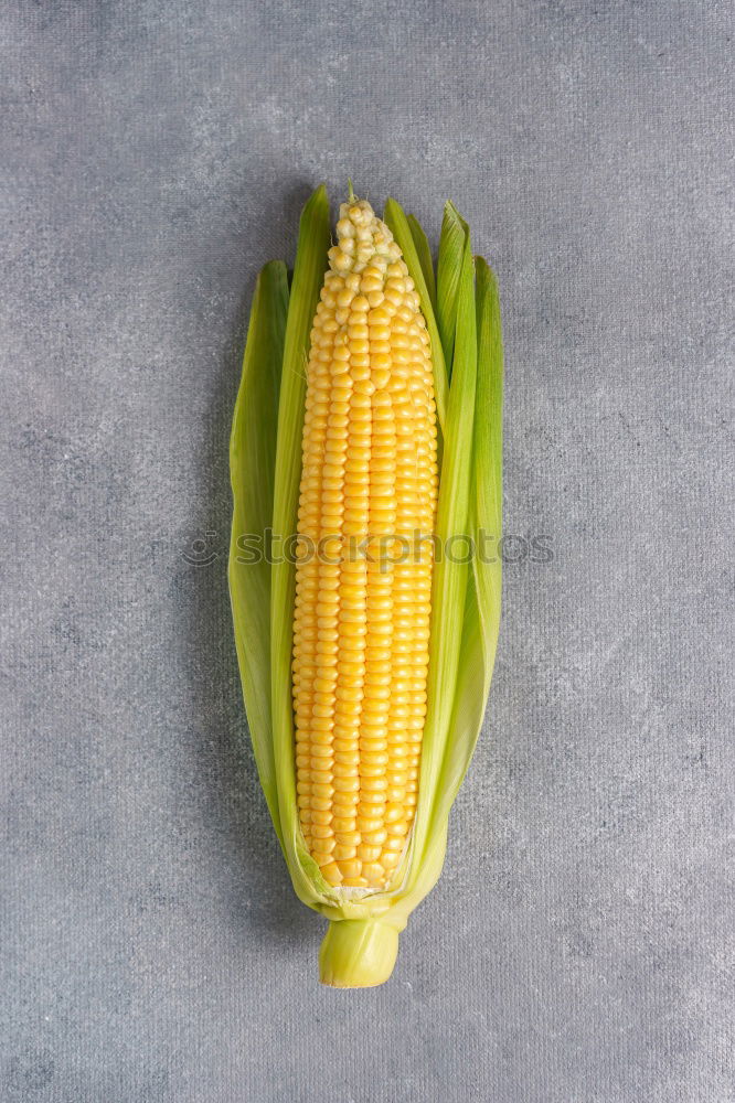 Similar – Cobs of Sweet Corn