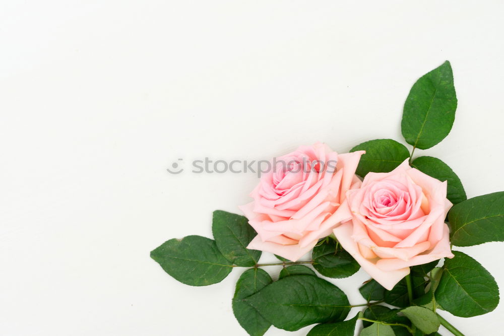 Similar – Still life of a beautiful, fragile single pink rose, in a vase against a light background, with two petals falling on the table