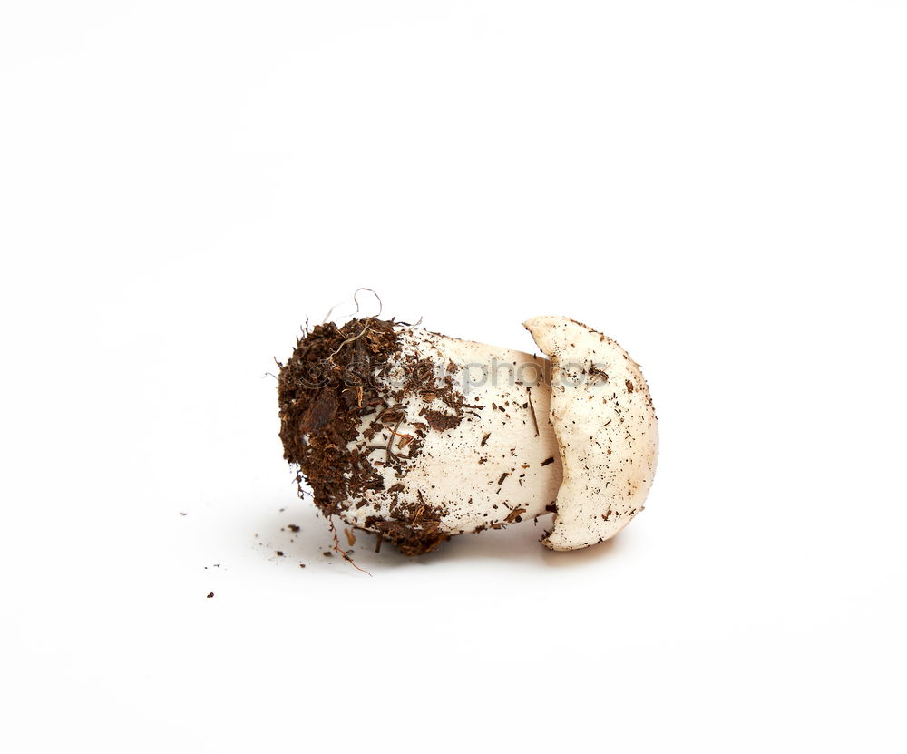 Similar – Foto Bild BERLINER, KRAPFEN ODER PFANNKUCHEN?