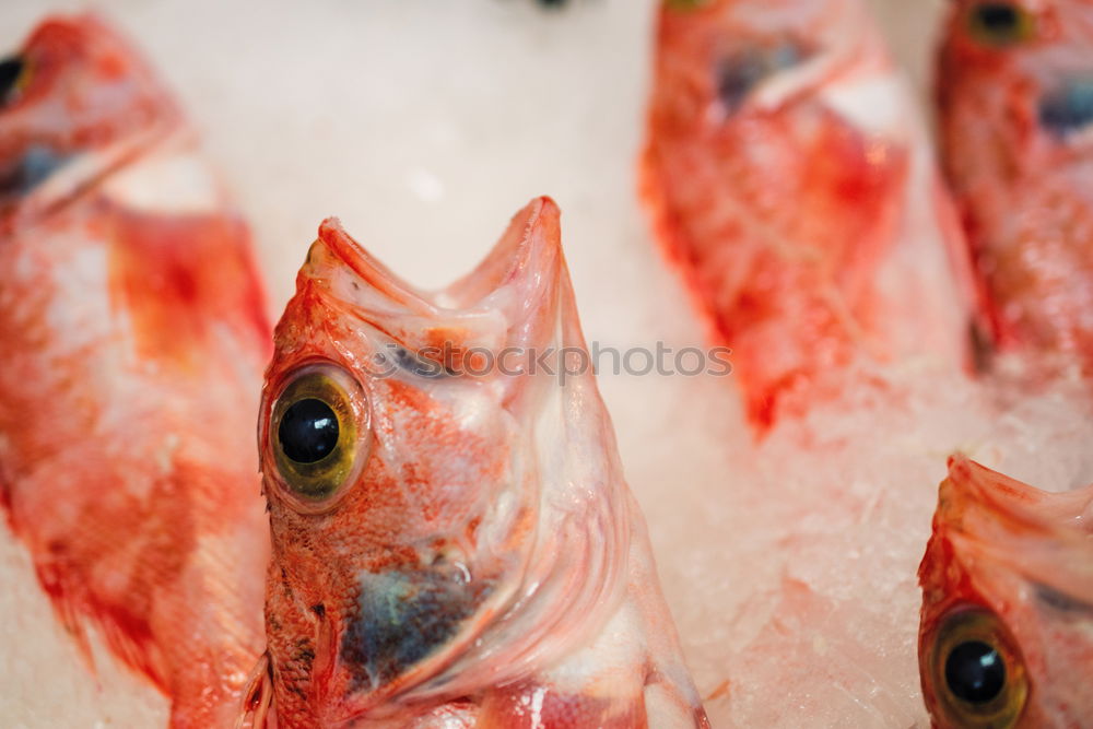 Similar – Red & dead Food Fish