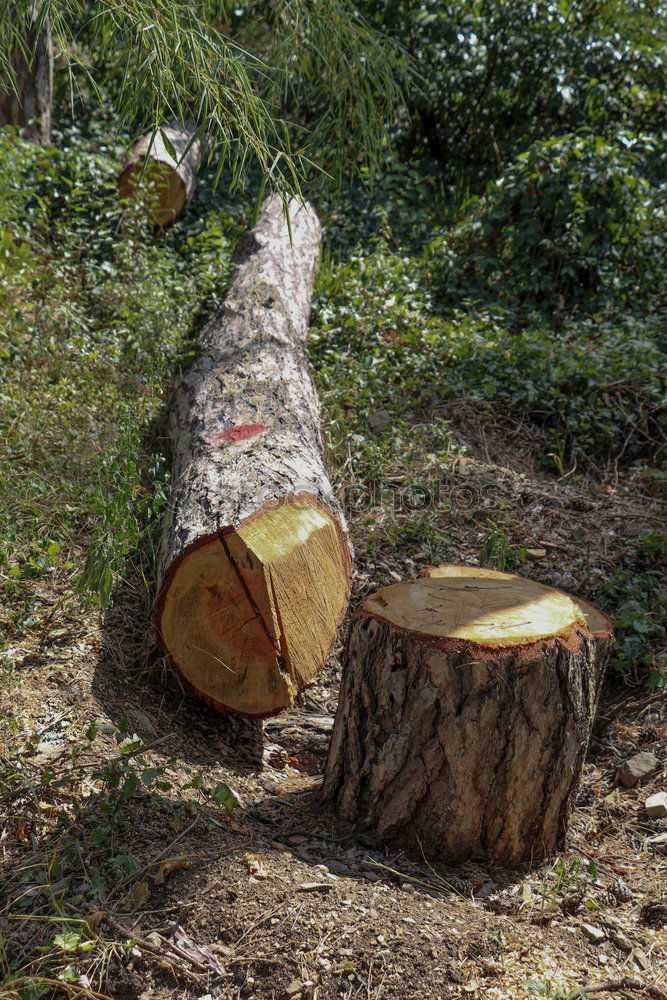 Similar – Holz vor der Hütte