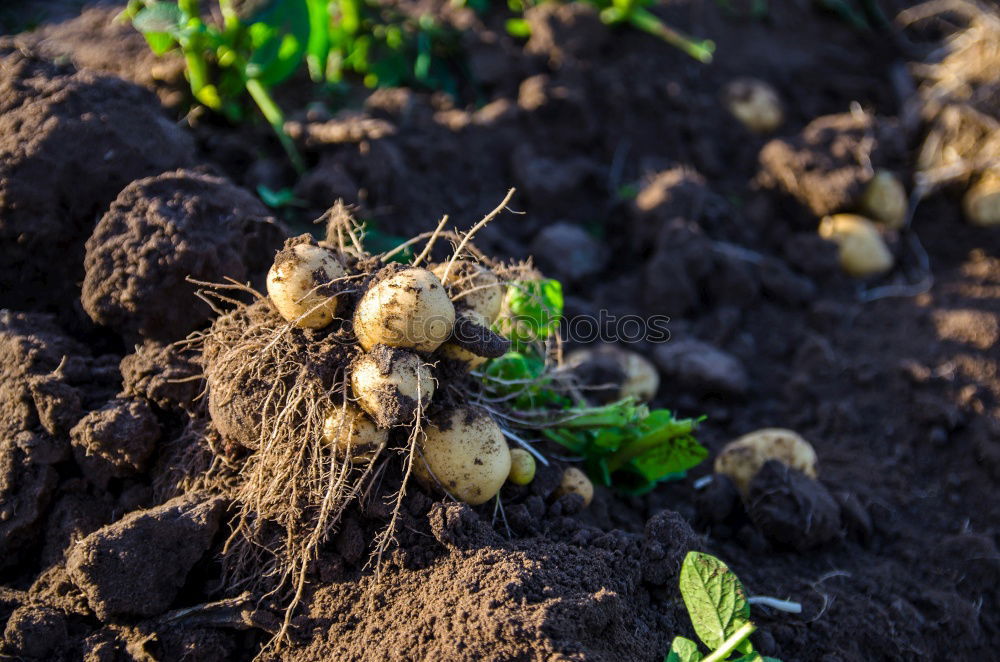 Similar – Close up parsnips in the garden