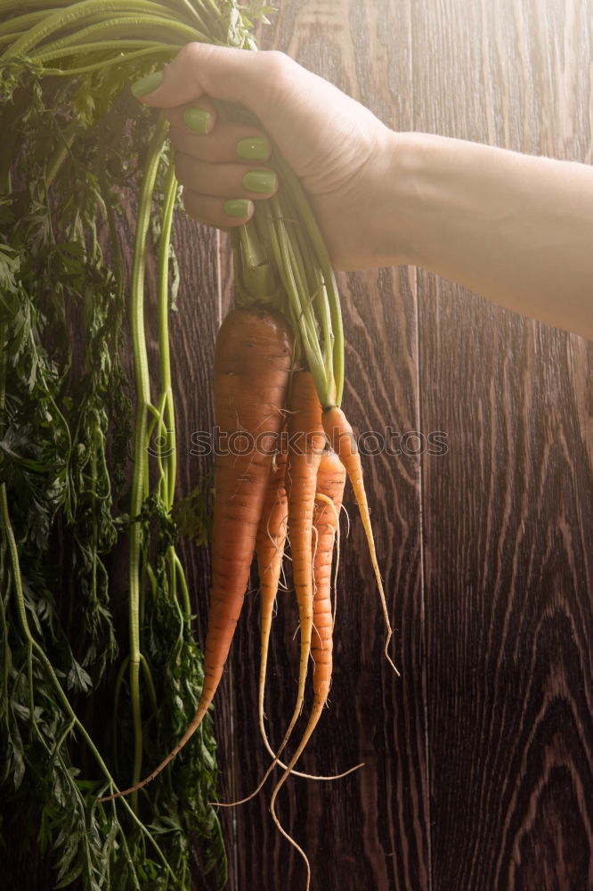 Similar – Seasonal vegetables on a dark background