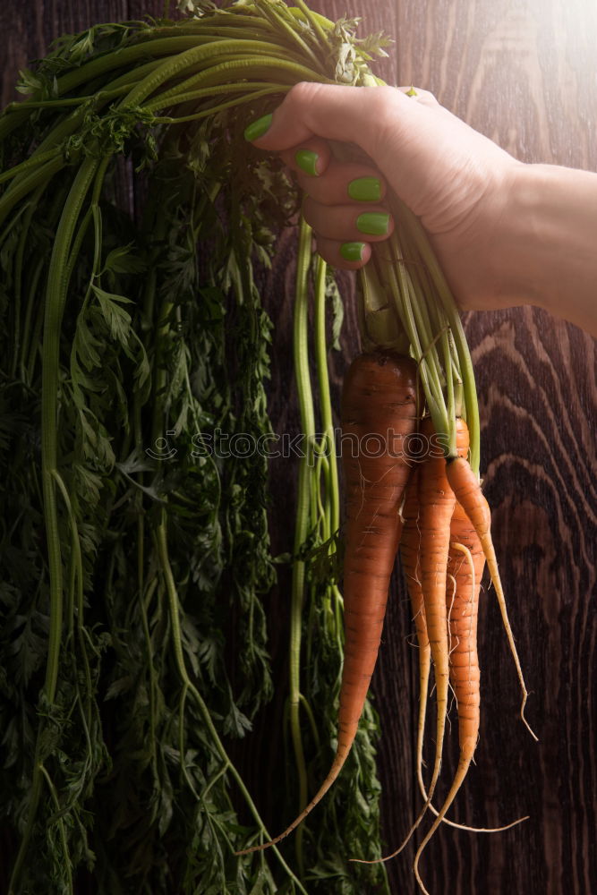 Similar – Seasonal vegetables on a dark background