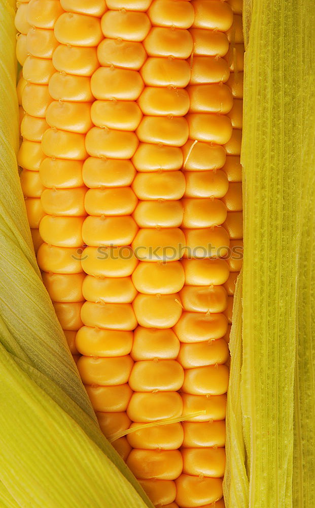 Similar – maize Maize Corn cob