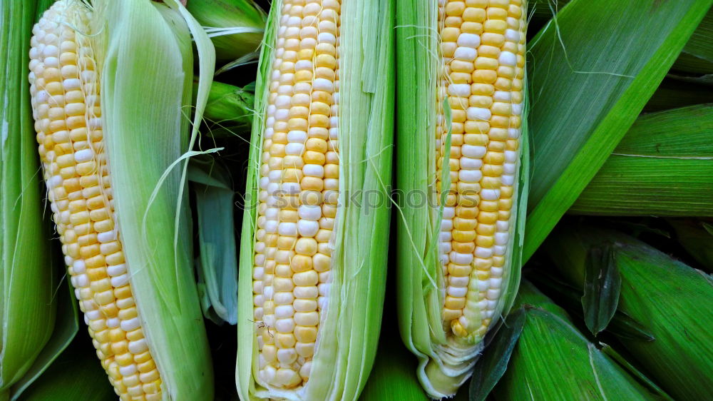 Image, Stock Photo Analog maize Food