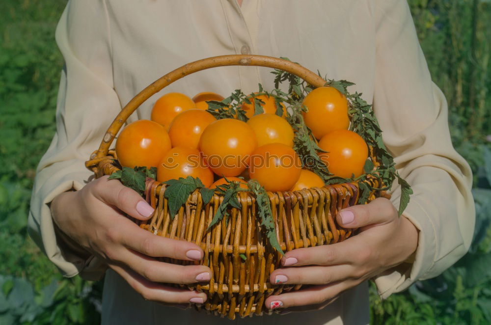 Similar – Image, Stock Photo Picking tomatoes in basket