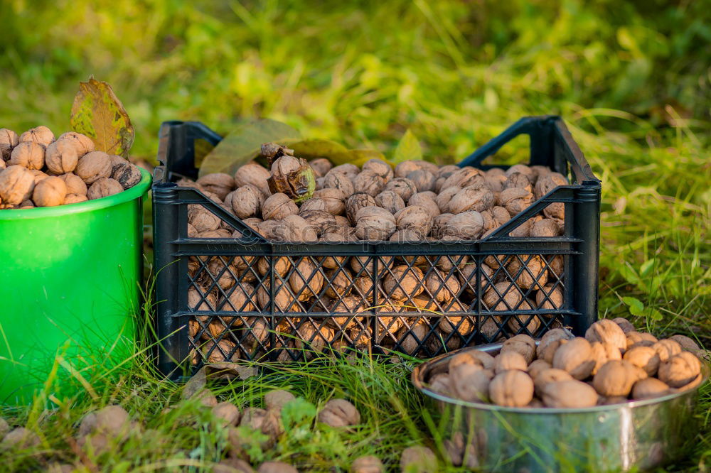 Similar – Planting potatoes