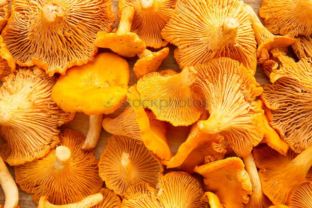 Similar – Image, Stock Photo chanterelles Chanterelle