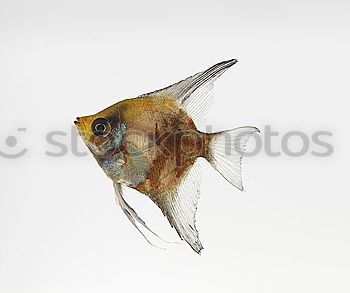 Image, Stock Photo fishhead Feed Captured