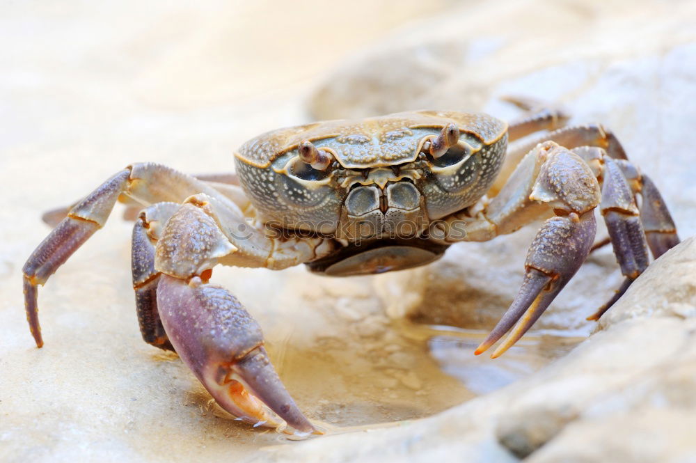 Similar – Red cliff crab Nature