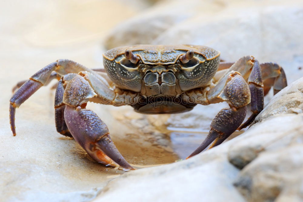 Similar – Close up detail Crab face with mouth and eyes on beach