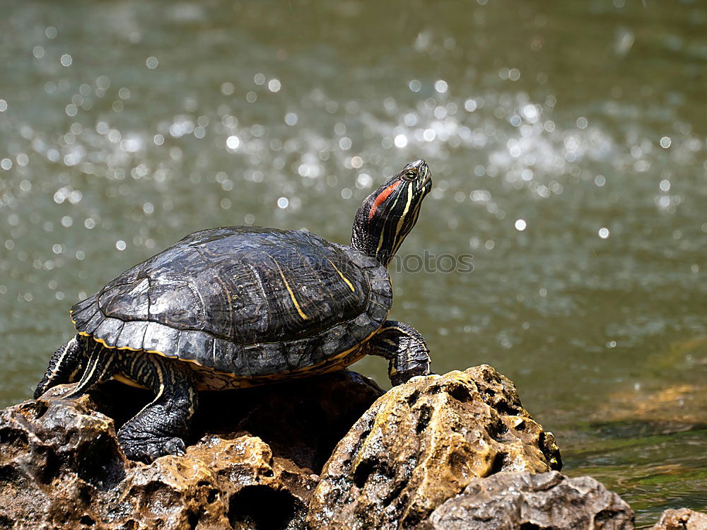 Image, Stock Photo wanderlust Turtle