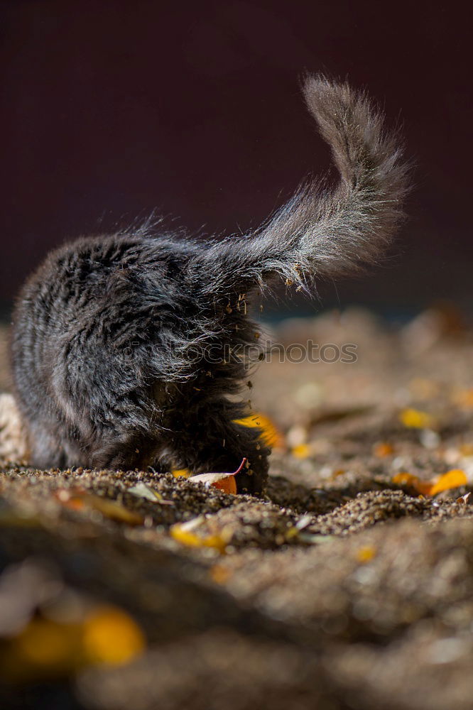 Similar – Image, Stock Photo loud quartet Animal