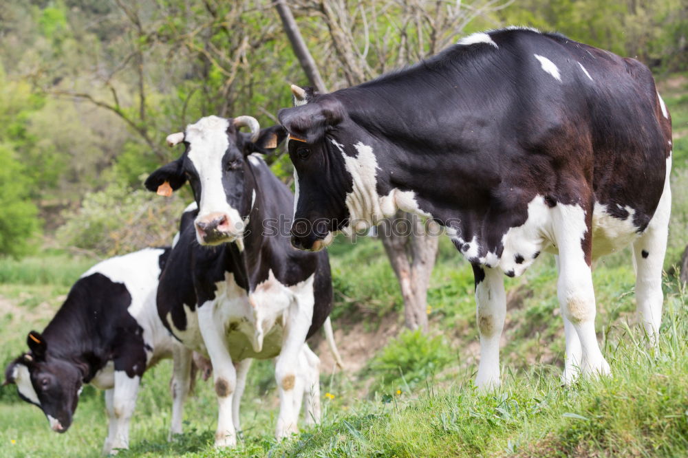 Similar – brown cattle Animal Grass