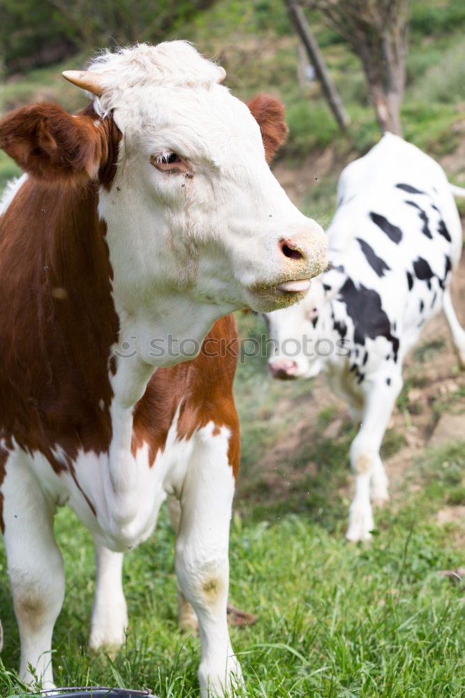 Similar – Calf with cow Farm animal