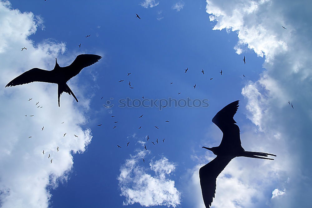 Similar – Image, Stock Photo canary bird Tree Animal