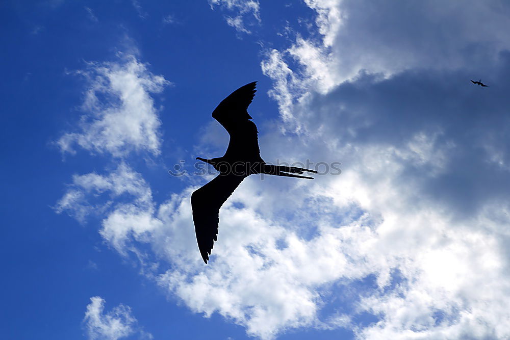 Similar – mövenpic Vogel Segeln