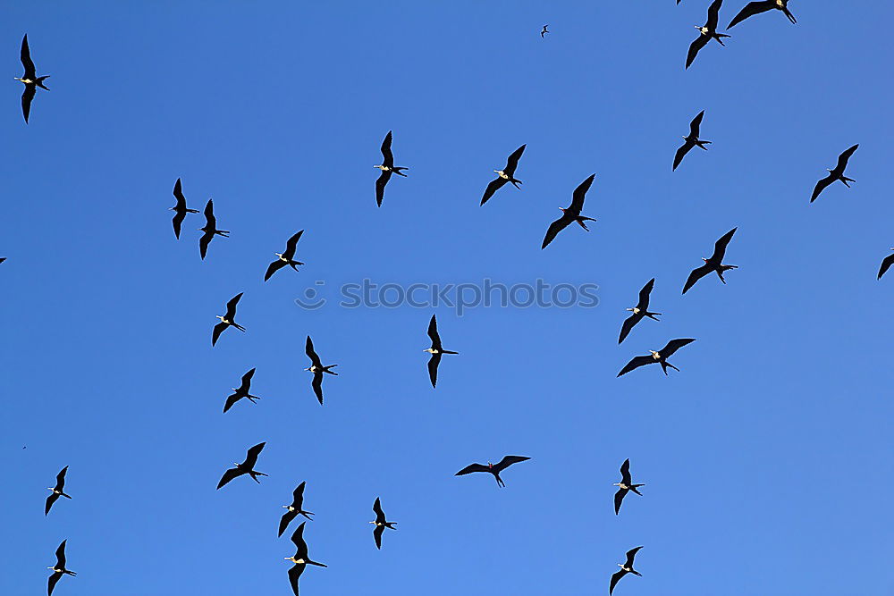 Similar – Image, Stock Photo straight ahead