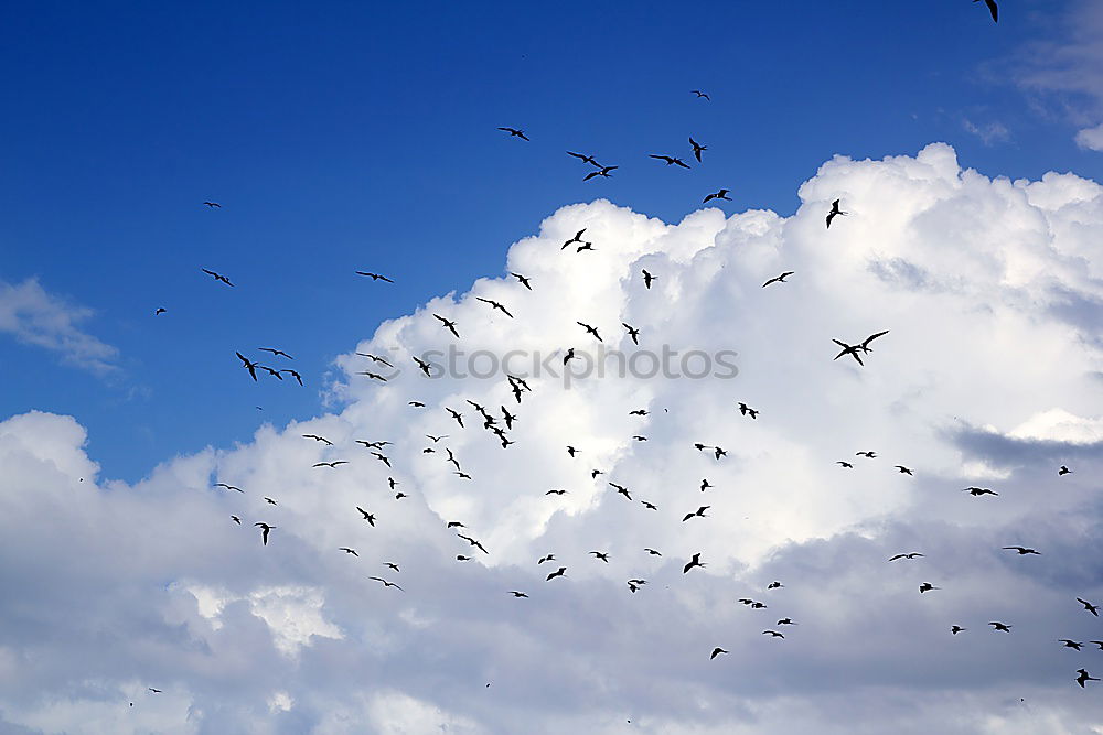 Similar – Image, Stock Photo In formation Bird Goose