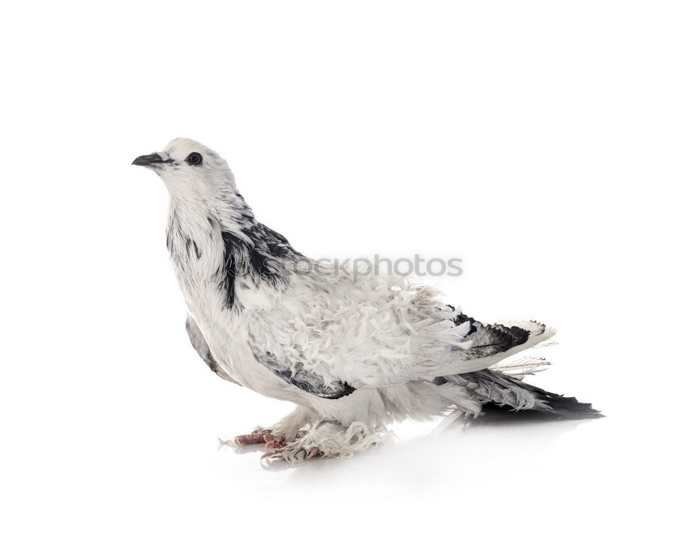 Similar – Image, Stock Photo over Sparrow Death Bird