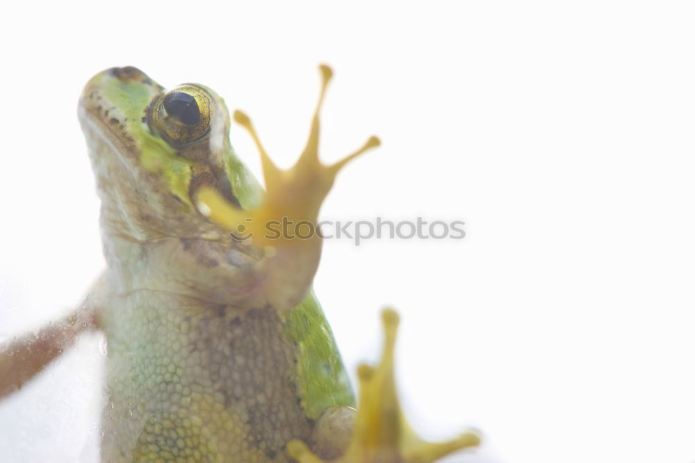 Image, Stock Photo macro portrait of Pelophylax ridibundus