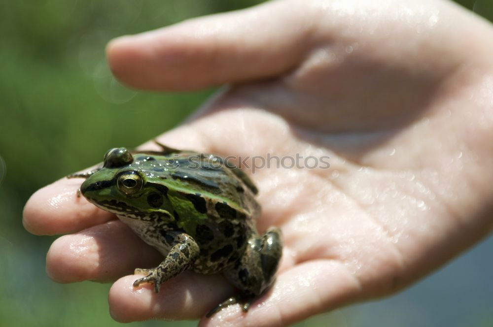 Similar – Image, Stock Photo Fire in the hands Animal