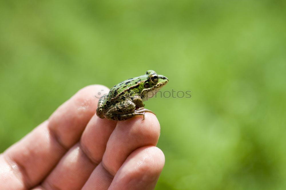 Similar – Image, Stock Photo Frog on the hand.