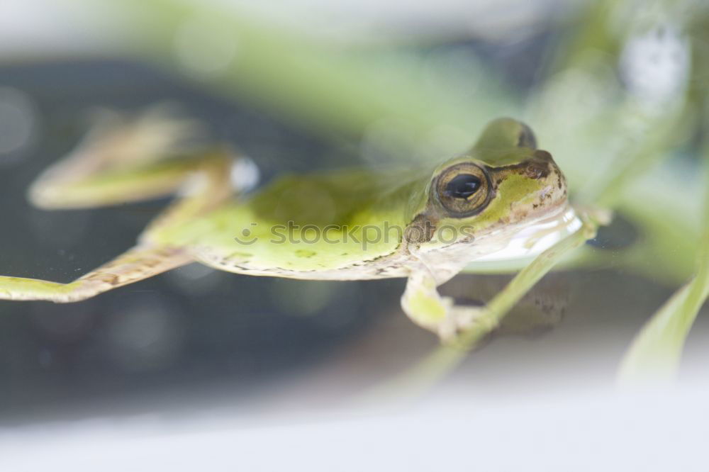 Similar – Hyla arborea Nature Animal