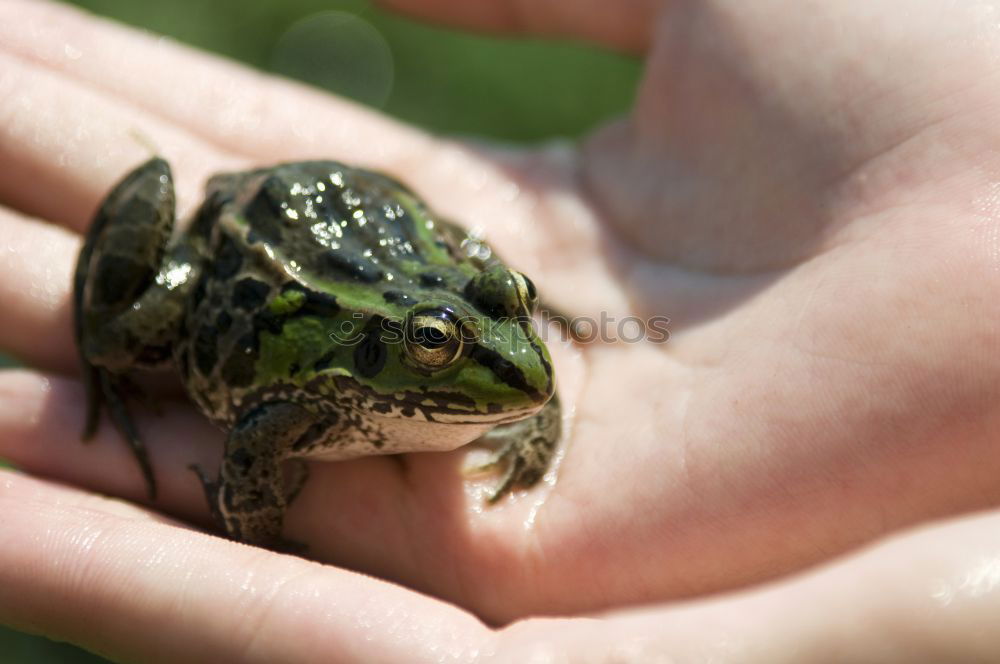 Similar – Image, Stock Photo Fire in the hands Animal