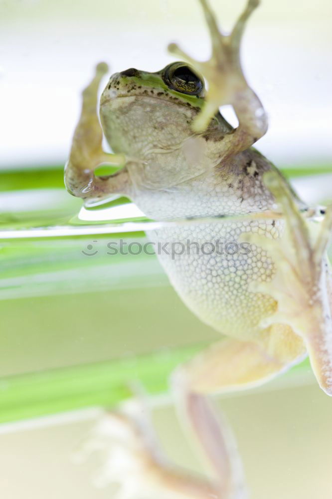 Similar – Various fish in plastic bags