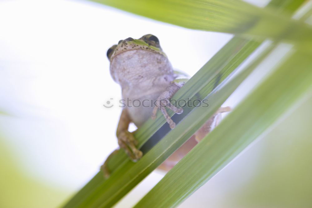 Similar – deadHopper Insect Locust